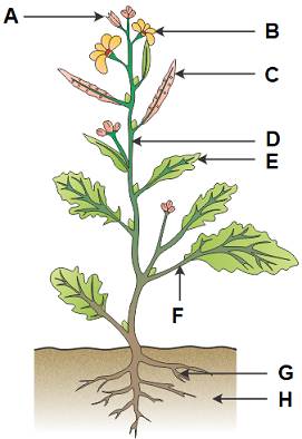Class 6 Science Final Revision Important Questions Part 5 Image002