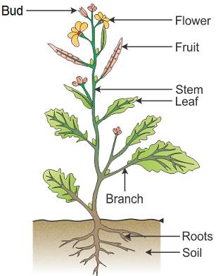 Class 6 Science Final Revision Important Questions Part 5 Image003