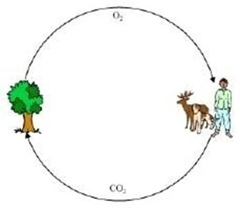 Class 6 Science NCERT Solutions Chapter 15 Air Around Us Image002