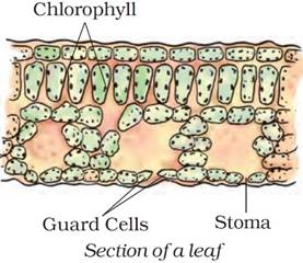 Class 7 Science Chapter 1 Nutrition in Plants Notes