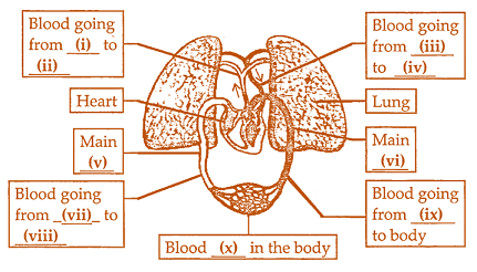 Class 7 Science Chapter 11 Transportation in Animals and Plants Important Questions Part 1