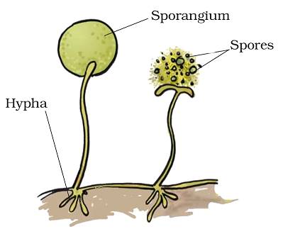 Class 7 Science Chapter 12 Reproduction in Plants Notes - Examium ...