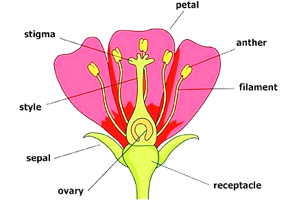 Class 7 Science Chapter 12 Reproduction in Plants Notes - Examium ...