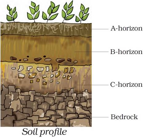 Class 7 Science Chapter 9 Soil Notes